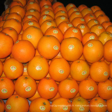 30-40mm / 40-49mm Bonne qualité Chine Mandarin frais